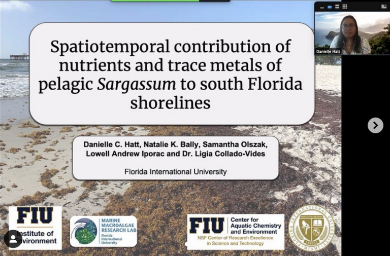 We had three presenters from the MMRL presenting their research at the 42nd Southeast Phycology Colloquium (SEPC) held online via Zoom.. Pictured is Ph.D student Danielle Hatt’s 15-minute presentation on nutrient and metal content in landed pelagic Sargassum. We are very proud to have our lab members show up with cunning research presentations!